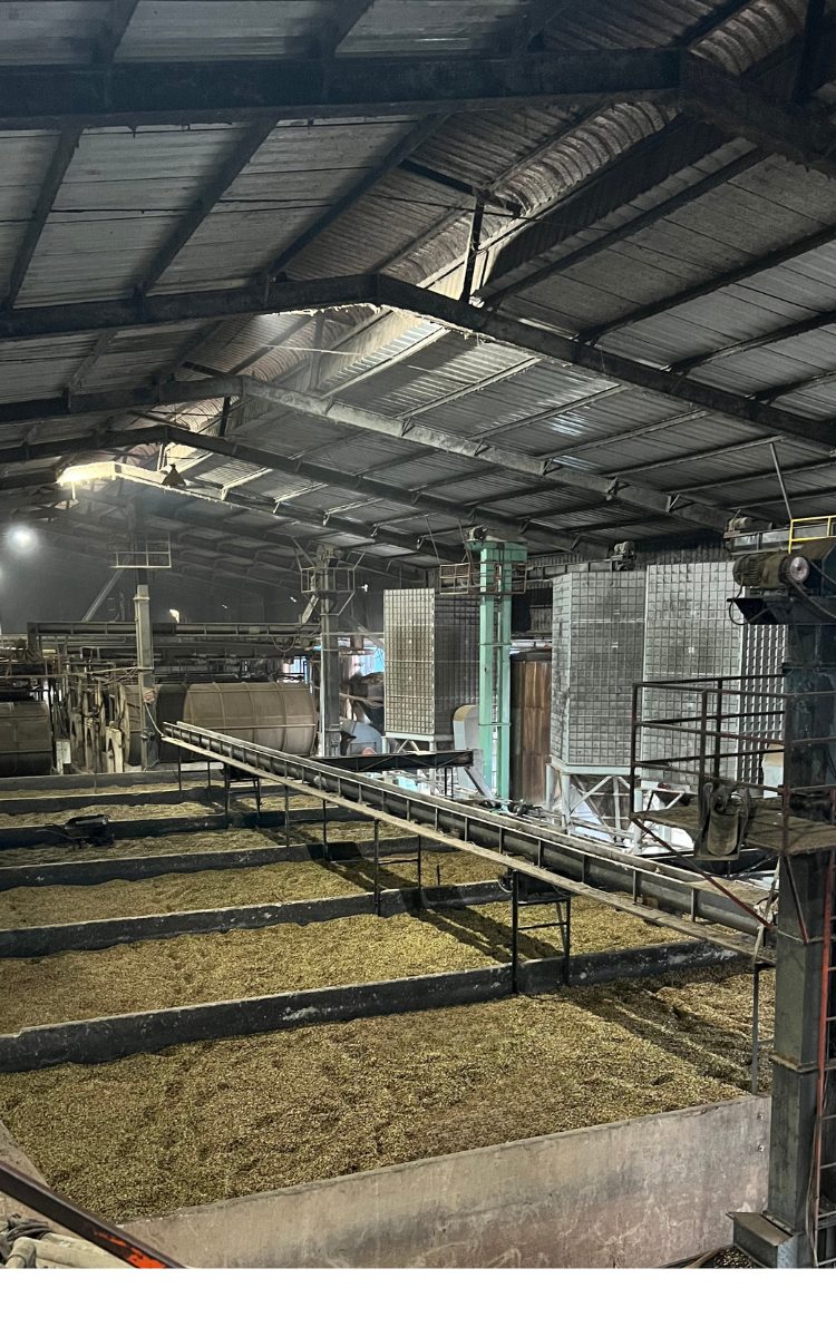 Vietnam-Arabica- coffee