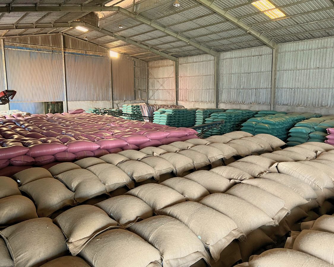 kho-caphe-NhuTung Cà phê nhân sống Như Tùng Coffee